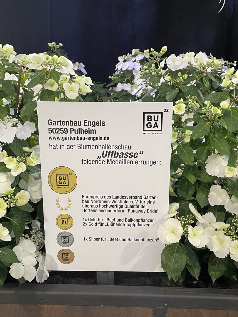 2. Hallenschau BUGA Mannheim 2023: Uffbasse! Ausgezeichnete Hydrangea vom Pulheimer Gartenbaubetrieb Engels