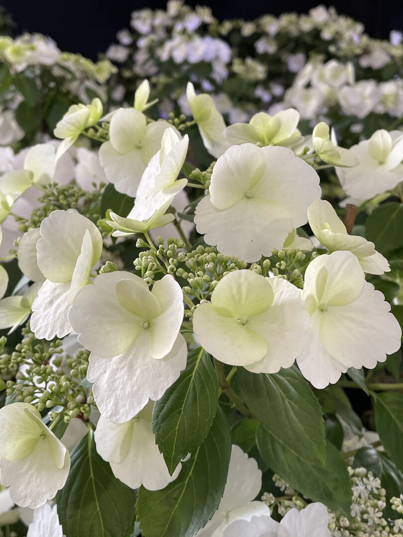 2. Hallenschau BUGA Mannheim 2023: Uffbasse! Ausgezeichnete Hydrangea vom Pulheimer Gartenbaubetrieb Engels