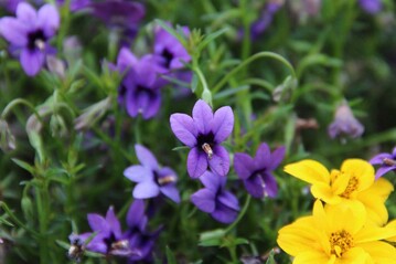 Die Blaue Koboldblume (Monopsis unidentata "Bluetiful") ist Balkonpflanze des Jahres in Sachsen.