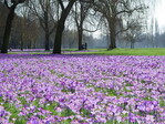 Eine neue Attraktion in Düsseldorf: Mehrere Millionen Krokusse blühen im Rheinpark. Sie bilden ein blühendes Band, dass sich über mehr als einen Kilometer am Rhein entlangzieht. Bild: IZB