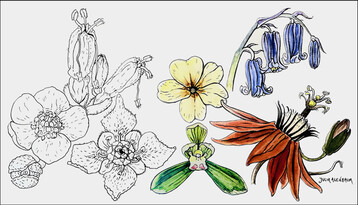 In Schwarz-Wei: drei fossile Blten aus der frhen Kreidezeit (Glandulocalyx, Normanthus, Platydiscus). In Farbe: vier rezente Gattungen (Cymbidium, Primula, Hyacinthoides und Passiflora).