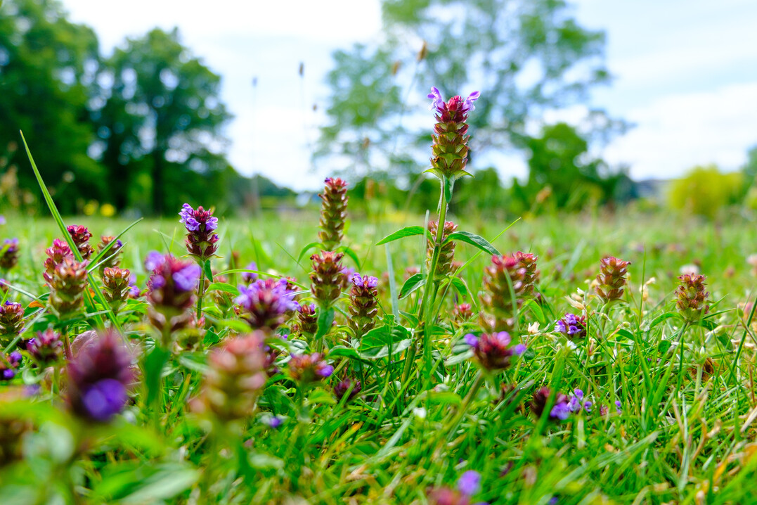 Während der langen Blütezeit von Juni bis Oktober bietet die Braunelle Nahrung für Hummeln, Wildbienen und Schmetterlinge.