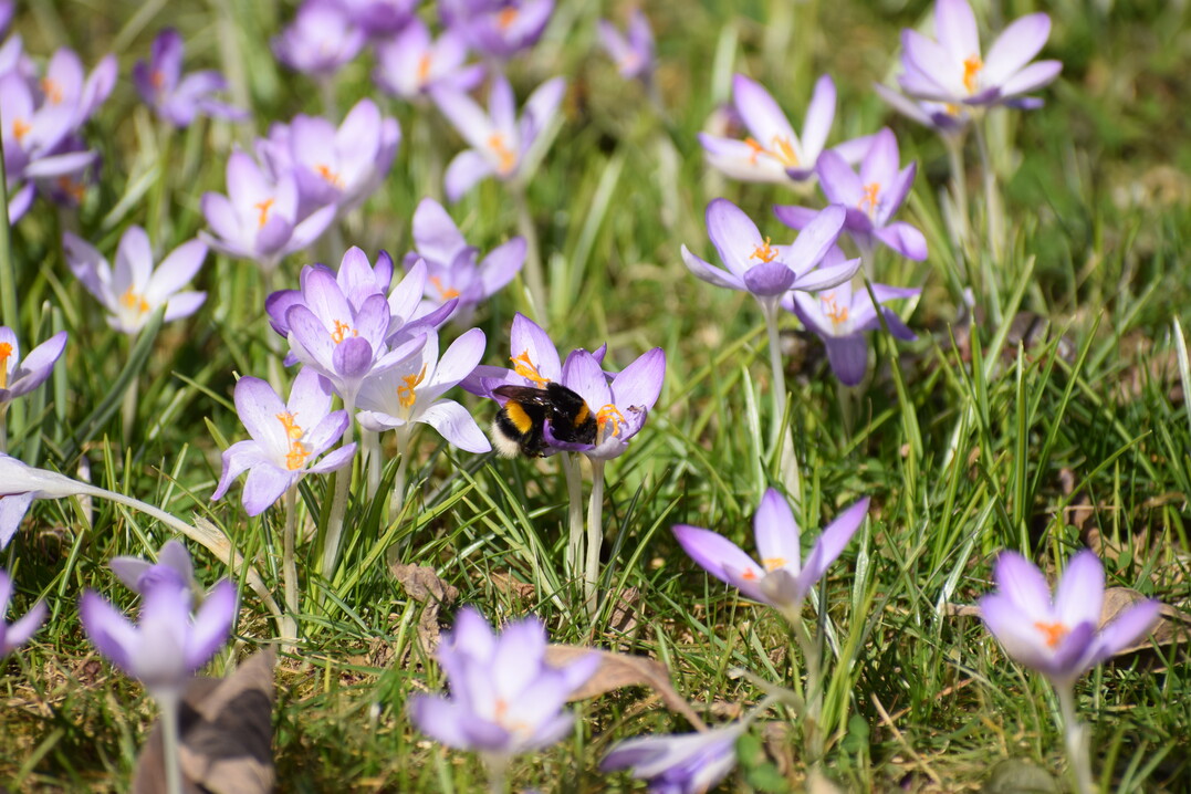 Bombus terrestris auf Krokus