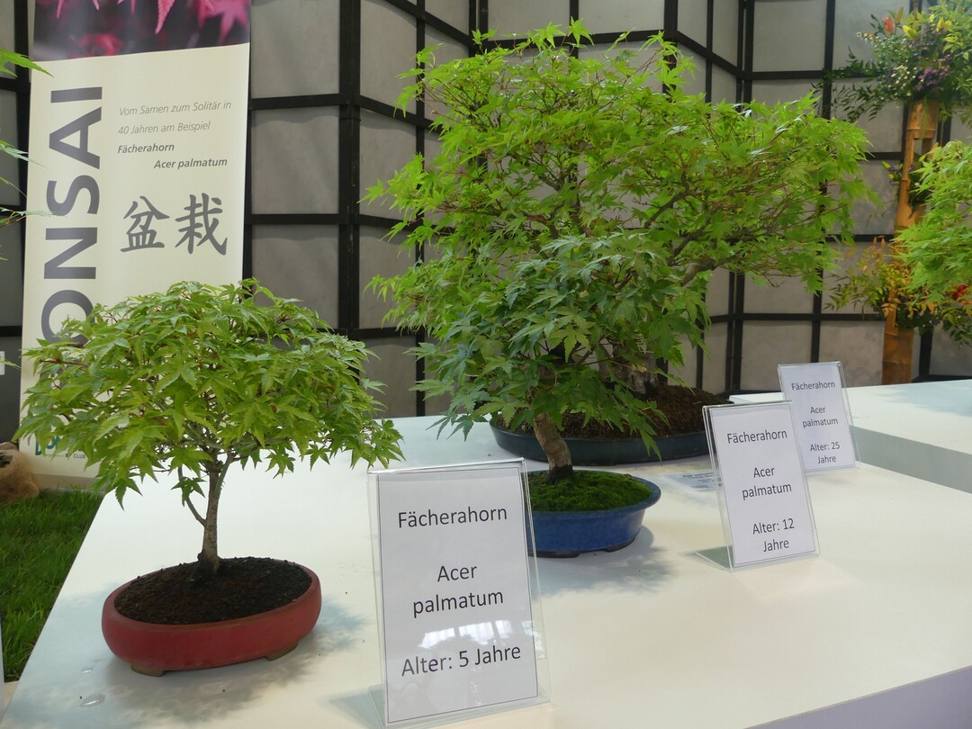 Acer palmatum, ein Fcherahorn wchst