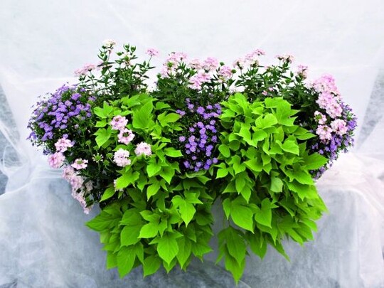Pflanzkombinationen im Kasten um Brachyscome: Brachyscome Mauve Delight, Verbena Aztec Pink Light und Ipomoea Sweet Caroline Light Green