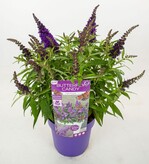Van Son & Koot BV aus Kaatsheuvel hat die „Buddleja Butterfly Candy“-Serie zur Neuheitenprämierung eingereicht. Diese Serie umfasst schöne Schmetterlingssträucher mit festen, gefüllten Blütenrispen, die in verschiedenen Farben erhältlich sind. Der Wuchs ist kompakt, ohne überhängende Zweige am Topf, und die Pflanzen werden nicht höher als 35 cm im Topf bzw. 80 cm als ausgewachsene Pflanze im Garten. Die Pflanzen wurden von Botanic Experience BV aus Kaatsheuvel gezüchtet und der Sortenschutz wurde beantragt. Van Son & Koot BV bringt die Pflanzen auf den Markt. Die Lizenzen werden von Plantipp BV verwaltet.
Buddleja davidii „Botex 001“ (BUTTERFLY CANDY LITTLE PURPLE) hat einen kugeligen Wuchs. Die Blüten der Pflanze sind violett.