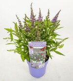 Buddleja davidii „Botex 004“ (Butterfly Candy Little Lila) hat lila Blüten.