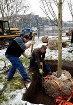Trotz des frühen Wintereinbruchs wurden im Dezember
2010 noch eine ganze Reihe von Bäumen gepflanzt.