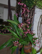 Mit Orchideen-Raritäten holte sich Blumen Janke, Weilerbach, eine Große Goldmedaille der
DBG.