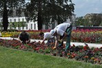 Die Gärtnerinnen und Gärtner bringen bereits an der Blumenkrone vor dem Kurfürstlichen
Schloss den Sommerflor ein und sorgen in den nächsten Wochen dafür, dass die BUGA
Koblenz 2011 auch im Blumenhof und im Festungspark weiterhin als Blütenparadies erstrahlt.