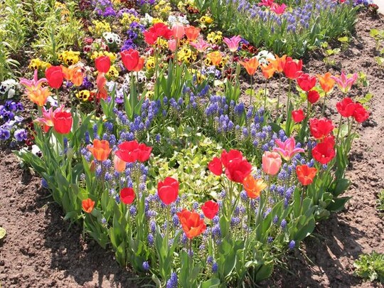 Kompositionen nicht nur fr Gesamtflchen, sondern auch im Kleinen: Bauerngartenatmosphre schafft diese Pflanzidee mitten im Frhjahrsbeet.