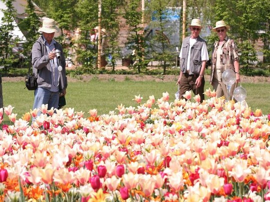 Das frhe Frhjahr hat einen wesentlichen Anteil an dem guten Zustand der Pflanzungen. Die Tulpen prsentierten sich Ende April in voller Blte.