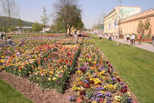 Saisonblher von der Blumenhalle.