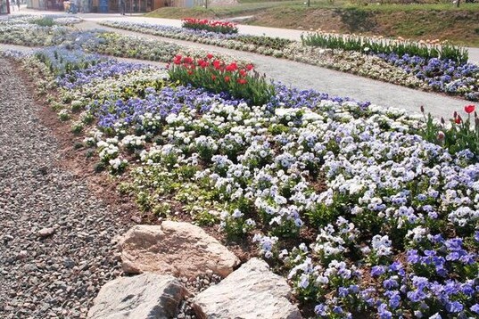 Anders als im Hofwiesenpark in Gera zeigt sich die Saisonbepflanzung in Ronneburg eher klassisch mit einheitlich bepflanzten Flchen.