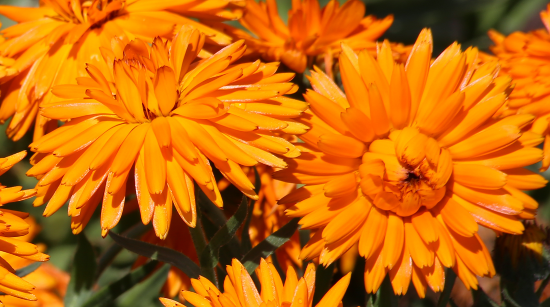 Calendula officinalis "Calexis Orange"