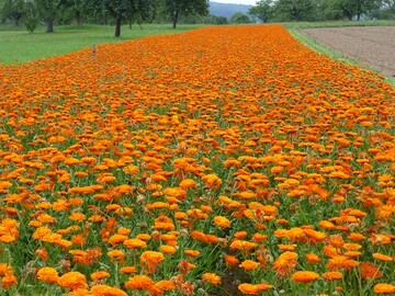 Die Ringelblume ist nur eine von vielen Heil- und Gewrzpflanzen, die in Baden-Wrttemberg kologisch angebaut werden. Sie wird auch sehr hufig in der Naturkosmetik eingesetzt.