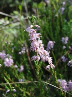 Calluna vulgaris