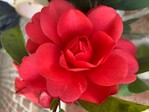 Camellia „Yulan01“ (1001 Summer Nights ) hat leuchtend rote Blüten und blüht reichlich von Sommer bis Winter. Die Blätter sind glänzend und dunkelgrün. Die Pflanze ist bis -10 Grad Celsius winterhart und hat einen dichten Wuchs. Nach 10 Jahren erreicht 1001 Summer Nights eine Höhe von etwa 150 cm und eine Breite von 100 cm. Die Pflanze wurde gezüchtet von Palm Eco-town Development Co., Ltd; Guangzhou (China) und ist dort sortenschutzrechtlich geschützt. Für das Management ist Plantipp BV aus IJsselstein (Niederlande) zuständig. Thompson & Morgan aus Ipswich (Vereinigtes Königreich) hat die Pflanze eingereicht und bringt sie auf den Markt.