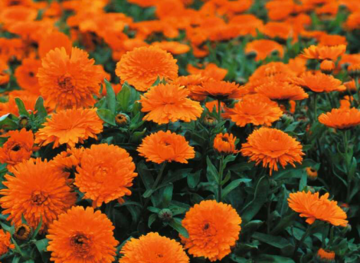 Calendula Candyman Orange zum Liebling der Besucher gewhlt.