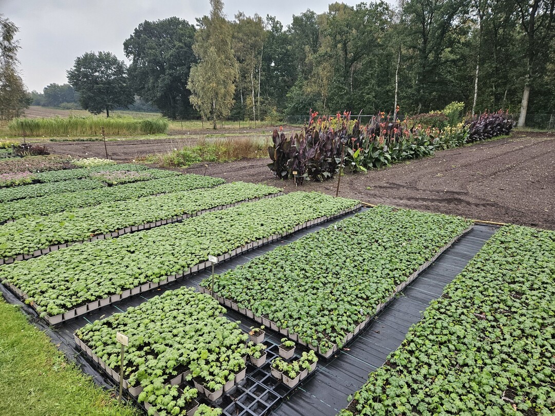 Staudengrtnereien zeichnen sich teilweise durch besondere Sortimente aus  hier durch Cannapflanzen.