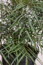 Mahonia eurybracteata „Soft Caress“