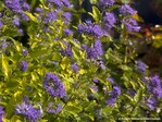 Die Blätter von Proven Winners® Caryopteris incana ‚SMNCVH" (Sunny Blue®) haben eine frischgelbe Farbe und bilden einen schönen Kontrast zu den leuchtend blauen Blüten, die im Spätsommer erscheinen. Die gelben Blätter bleiben während der Blütezeit schön gelb und verbrennen nicht. Die Pflanze ist kompakt, eignet sich sehr gut für kleinere Gärten und ist sehr attraktiv für bestäubende Insekten. Valkplant BV aus Hazerswoude-Dorp hat die Pflanze eingereicht und bringt sie auch in den Handel. Die Pflanze wurde von Springmeadow Nursery aus Grand Haven, (MI, USA), gezüchtet.