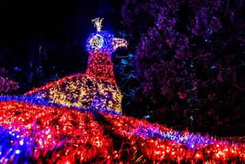 Funkelnder Pfau im Christmas Garden auf der Insel Mainau