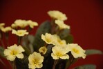 Primula hybride „Claddagh“