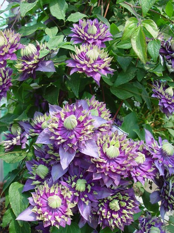 Clematis "Taiga" von Joh. Stolwijk & Zonen Boomkwekerijen aus Boskoop/NL hat in der Kategorie Garten-, Balkon- und Terrassenpflanzen den Pressepreis der Plantarium 2016 gewonnen.