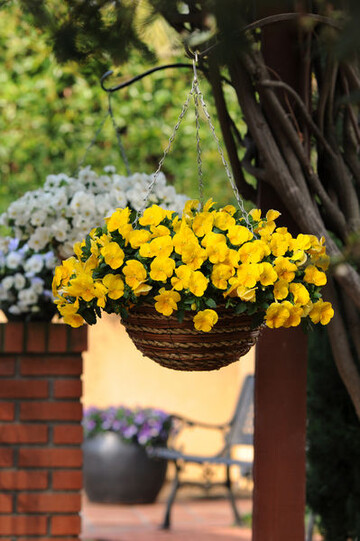 "Cool Wave Yellow and White"