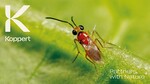 Koppert arbeitet mit der Natur zusammen, um sichere und gesunde Anbaumethoden zu finden.