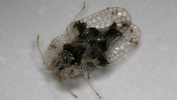  Eichennetzwanze (Corythucha arcuata)