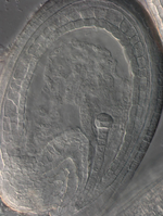 Embryo und Endosperm im sich entwickelnden Samen von Arabidopsis (lichtmikroskopische Aufnahme)