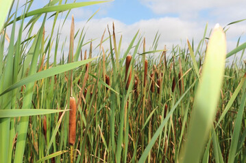 Rohrkolben (Typha) ist eine typische Pflanze der Niedermoore. Die Nachwuchsgruppen erforschen das Potenzial von Typha als Substratausgangsstoff fr torffreie Erden. 