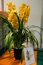 Cymbidie Koshu Moon `Yokihi’