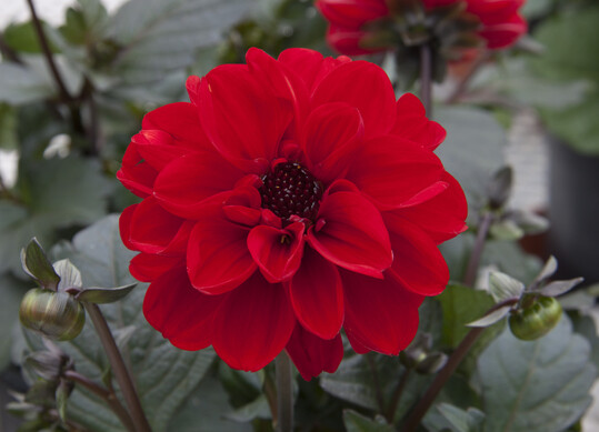 Dahlia "Dalaya Amba"