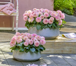 Hypnotica® Rose Swirl, eine verführerische Bereicherung für den Außenbereich!