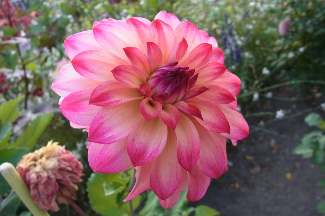  Mit dem Otto-Bergerhoff-Gedchtnispreis 2020 wurde Dahlia "Pewa Laurin" ausgezeichnet. 