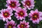 Dahlia cultivars sel® "Dalaya Yogi"