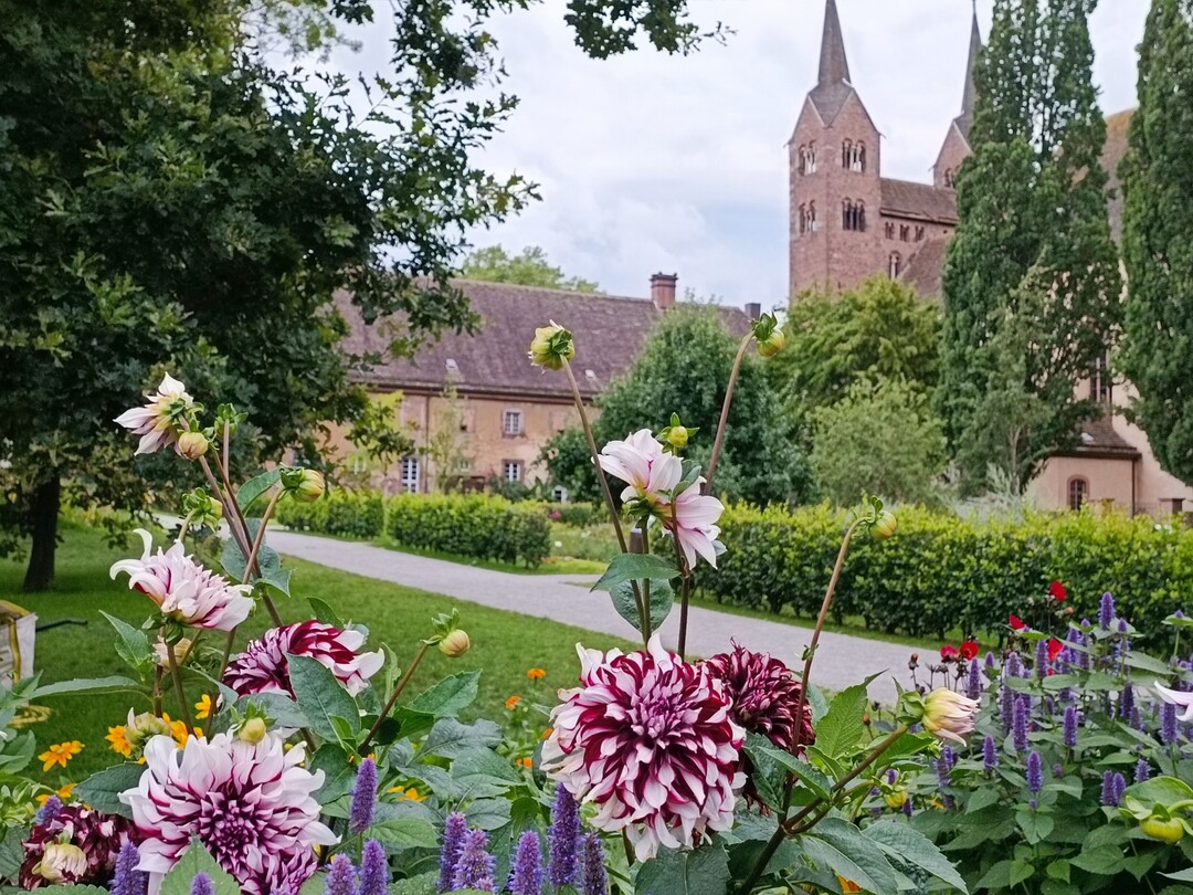 Dahlien sind im Park an Weser, Wall und Welterbe Corvey im September allgegenwrtig. 