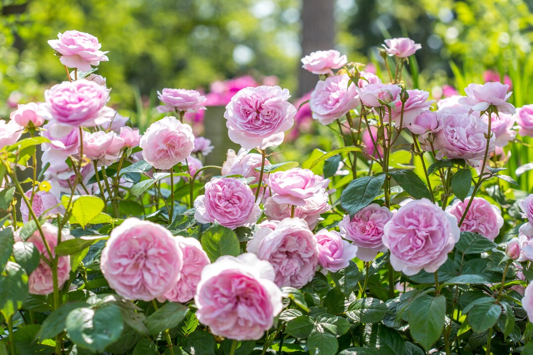 Rosa "Olivia" (David Austin Roses).David Austin Roses ist der prmierte Zchter und Produzent von duftenden Englischen Rosen. Diese neue Rosen sind im alten Stil und bringen eine Flle an Charme und Gesundheit mit wiederholten Blhphasen von Frhsommer bis zum Herbst. Mit einer kstlichen Vielzahl an Dften und einer eleganten, buschigen Wuchsform sind sie fr der Garten als Strauch, Kletterer oder Rambler besonders wertvoll. Mit neuen Roseneinfhrungen jedes Jahr wchst das Sortiment weiter und bietet Vielseitigkeit und eine groe Auswahl fr diverse Standorten im Garten und unterschiedlichen Klimazonen an.