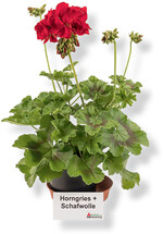 Mit Schafwolle gedüngte Zierpflanzen überzeugten aufgrund ihres gut verzweigten Pflanzenaufbaus und einer intensiven Blattfärbung