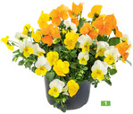 Sieben farblich aufeinander abgestimmte <em>Viola-cornuta </em>-Mischungen hat Beekenkamp auf Wuchs und Blühtermin hin selektiert, hier „Julia Mix" mit ‘Banana Cream‘, ‘Yellow‘ und ‘Orange‘.