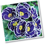 Die leicht gewellten weißen Blütenränder der ansonsten tiefblauen Blüten von ‘Sacarina Blue‘, der erste Zuckerguss-Primel von Volmary, wirken wie mit Zuckerguss überzogen. Dies macht die Sorte einzigartig und bietet die Möglichkeit einer Profilierung als Qualitätsanbieter. ‘Sacarina Blue’ beeindruckt ab Ende Februar mit ihren großen Blüten.