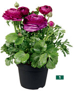 ‘Sprinkles Violet‘ ist eine Ergänzung in der <em>Ranunculus-asiaticus </em>-Serie „Sprinkles" von Schoeneveld. Die neue Farbsorte hat einen vergleichbaren Aufbau wie die anderen Farben der Serie und produziert eine Vielzahl leuchtender Blüten. Der Blühtermin der Serie wird, abhängig von der Temperatur, mit Woche 8 bis 14 angegeben.