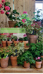 Die Fachgruppe Pelargonien hat sich unter dem Dach der DGG gebildet.