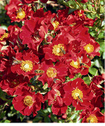 Offene Blütenformen sind ideal für Bienen.