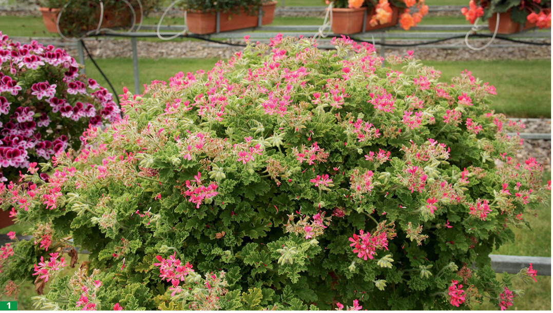 Bei <strong>Pelargonium </strong>Orange Fizz steht die Blüte an zweiter Stelle. Wichtigste Eigenschaft ist der frische, leicht an Zitrone erinnernde Duft, der verströmt, wenn man die Blätter leicht zwischen den Fingern reibt.