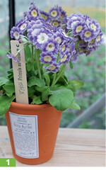 Neuheit noch mit Nummer.