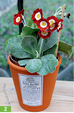 Die mehlige Bereifung ist für einige Sorten typisch.